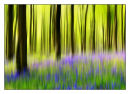Bluebell Dreams